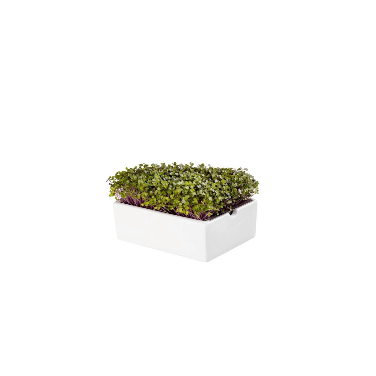 BIO microgreen Kedluben - náhradní pláty - Heimgart - prodej bio semen na klíčení - 1 ks
