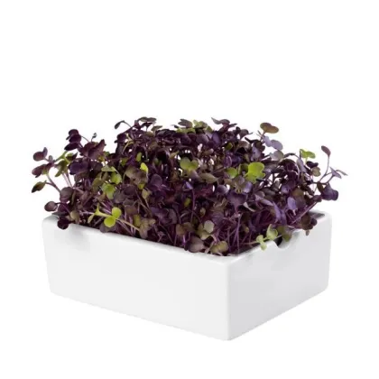 BIO microgreen Ředkvička Rambo - náhradní pláty - Heimgart - prodej bio semen na klíčení - 1 ks