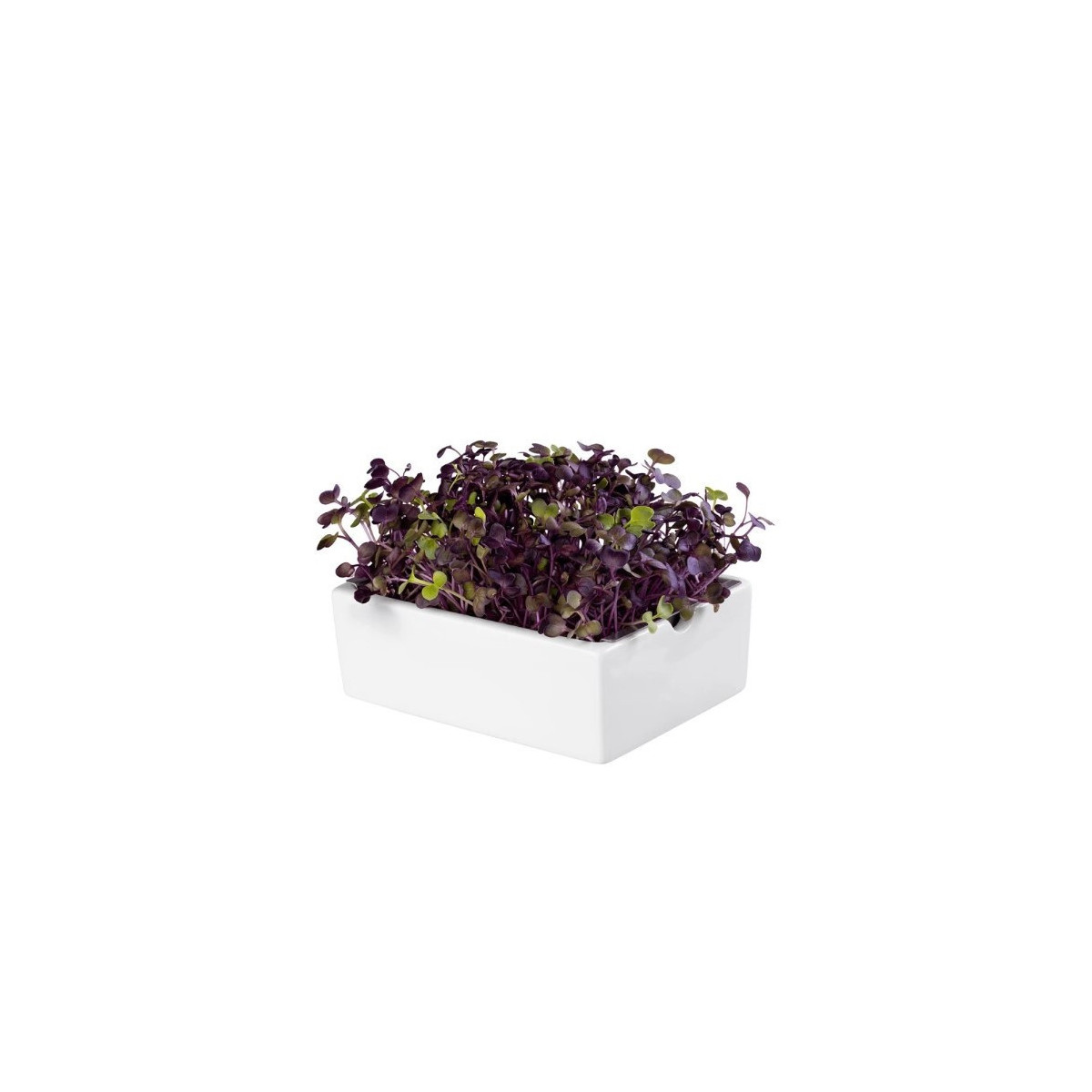 BIO microgreen Ředkvička Rambo - náhradní pláty - Heimgart - prodej bio semen na klíčení - 1 ks