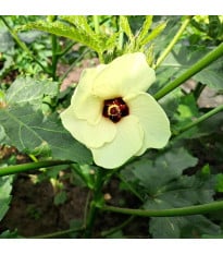Ibišek jedlý - Okra burgunda - prodej semen - 8 ks