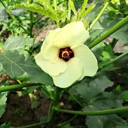 Ibišek jedlý - Okra burgunda - prodej semen - 8 ks