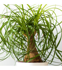 Nolina - Sloní noha - Nolina longifolia - prodej semen - 5 ks
