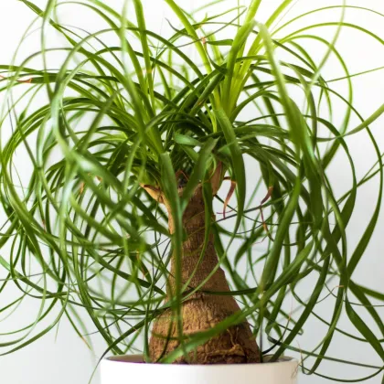 Nolina - Sloní noha - Nolina longifolia - prodej semen - 5 ks