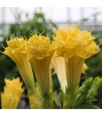 Durman metelový Double Yellow - Datura metel - prodej semen - 5 ks