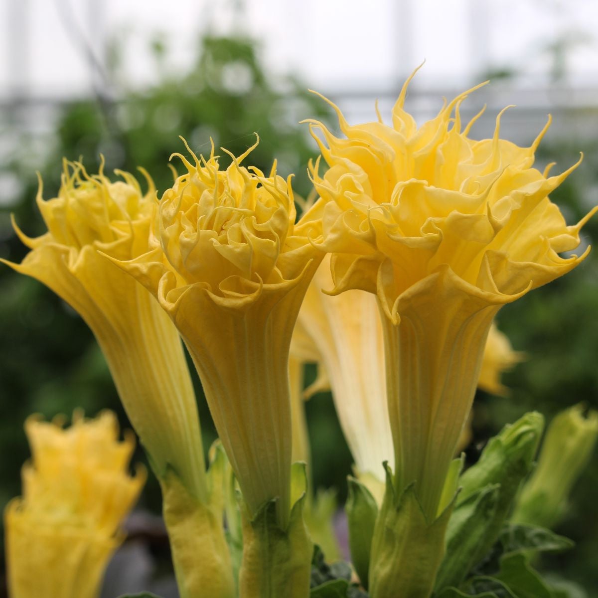Durman metelový Double Yellow - Datura metel - prodej semen - 5 ks