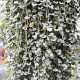 Stříbrný déšť Silver Falls - Dichondra emerals - prodej semen - 6 ks