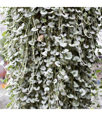 Stříbrný déšť Silver Falls - Dichondra emerals - prodej semen - 6 ks
