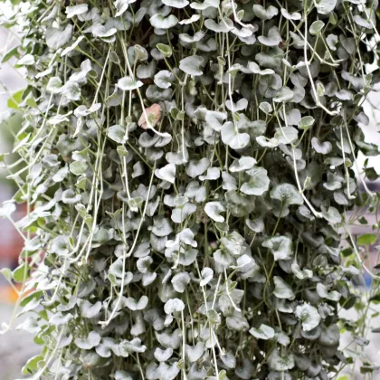 Stříbrný déšť Silver Falls - Dichondra emerals - prodej semen - 6 ks
