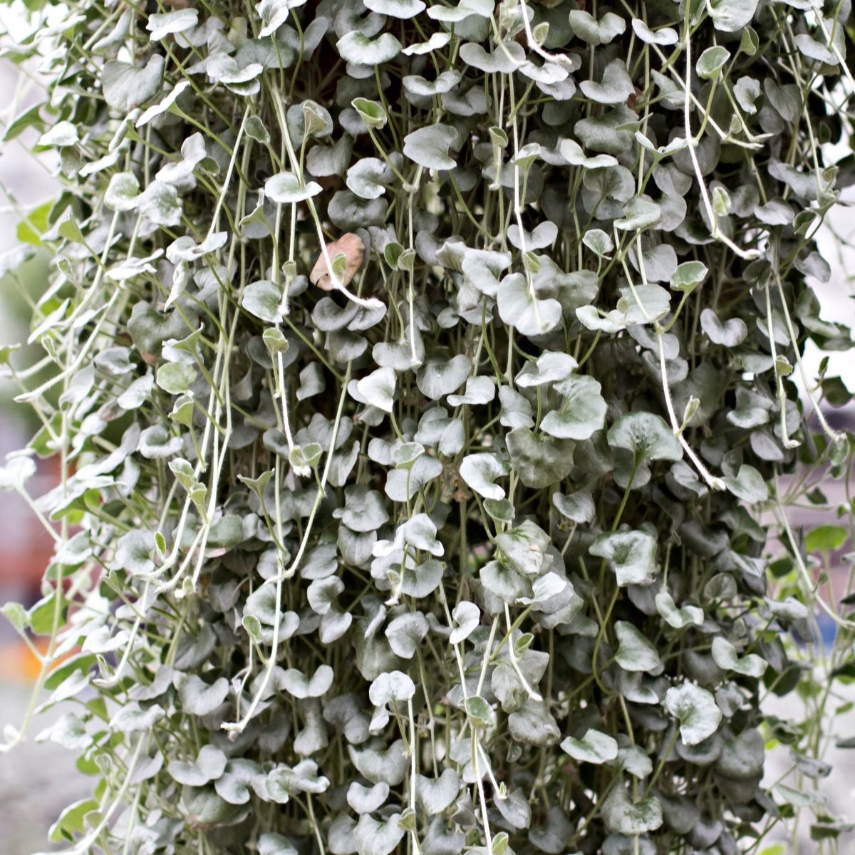Stříbrný déšť Silver Falls - Dichondra emerals - prodej semen - 6 ks