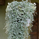 Stříbrný déšť Silver Falls - Dichondra emerals - prodej semen - 6 ks