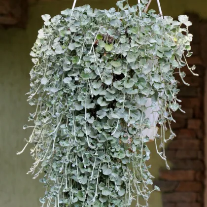 Stříbrný déšť Silver Falls - Dichondra emerals - prodej semen - 6 ks
