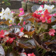 Begonie Nightlife Mix F1 - Begonia semperflorens - prodej semen - 12 ks