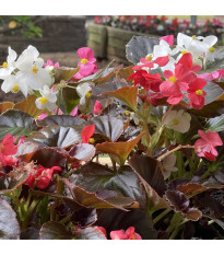 Begonie Nightlife Mix F1 - Begonia semperflorens - prodej semen - 12 ks