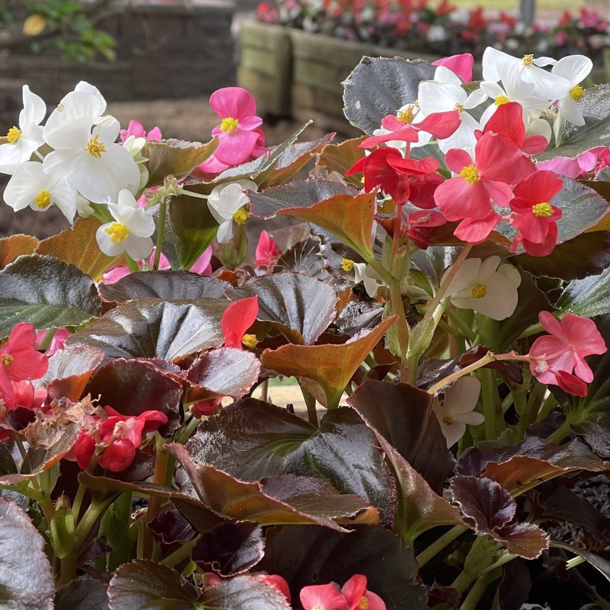 Begonie Nightlife Mix F1 - Begonia semperflorens - prodej semen - 12 ks