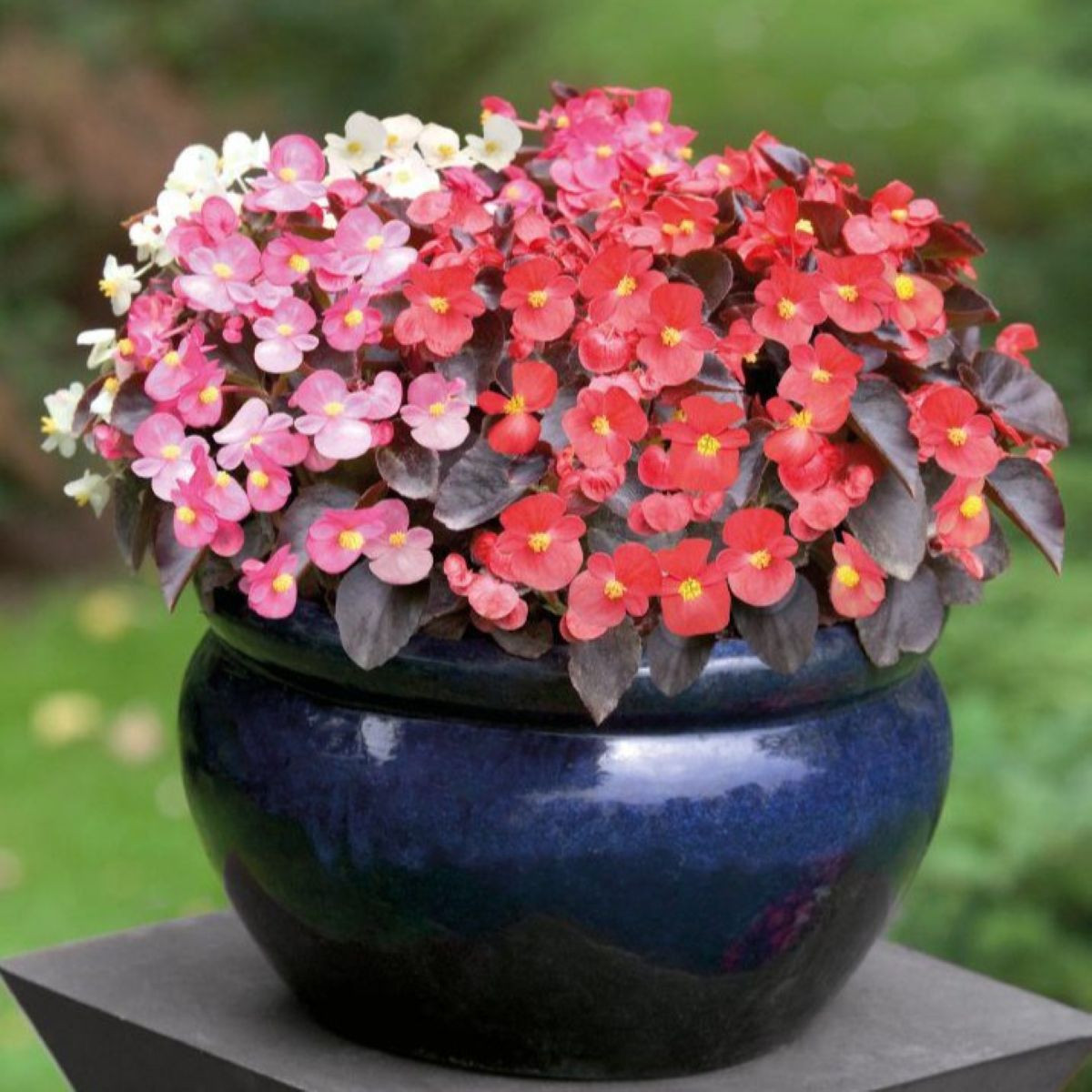 Begonie Nightlife Mix F1 - Begonia semperflorens - prodej semen - 12 ks