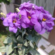 Eustoma Lilac F1 - Eustoma grandiflorum - prodej semen - 12 ks