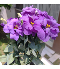 Eustoma Lilac F1 - Eustoma grandiflorum - prodej semen - 12 ks