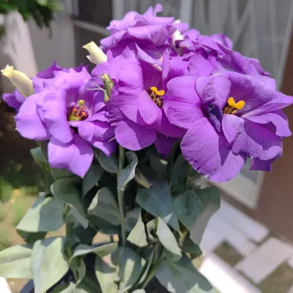 Eustoma Lilac F1 - Eustoma grandiflorum - prodej semen - 12 ks