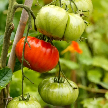 Rajče Gigantomo - Solanum lycopersicum - prodej semen - 5 ks