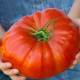 Rajče Gigantomo - Solanum lycopersicum - prodej semen - 5 ks