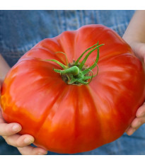 Rajče Gigantomo - Solanum lycopersicum - prodej semen - 5 ks