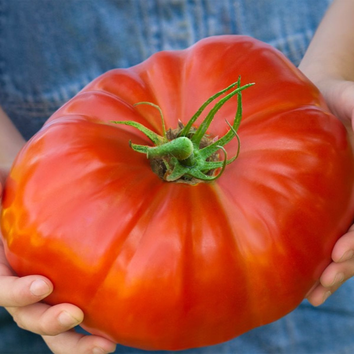Rajče Gigantomo - Solanum lycopersicum - prodej semen - 5 ks