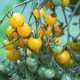 Rajče Perlino žluté F1 - Solanum lycopersicum - prodej semen - 6 ks