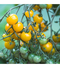Rajče Perlino žluté F1 - Solanum lycopersicum - prodej semen - 6 ks
