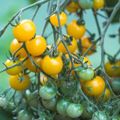 Rajče Perlino žluté F1 - Solanum lycopersicum - prodej semen - 6 ks