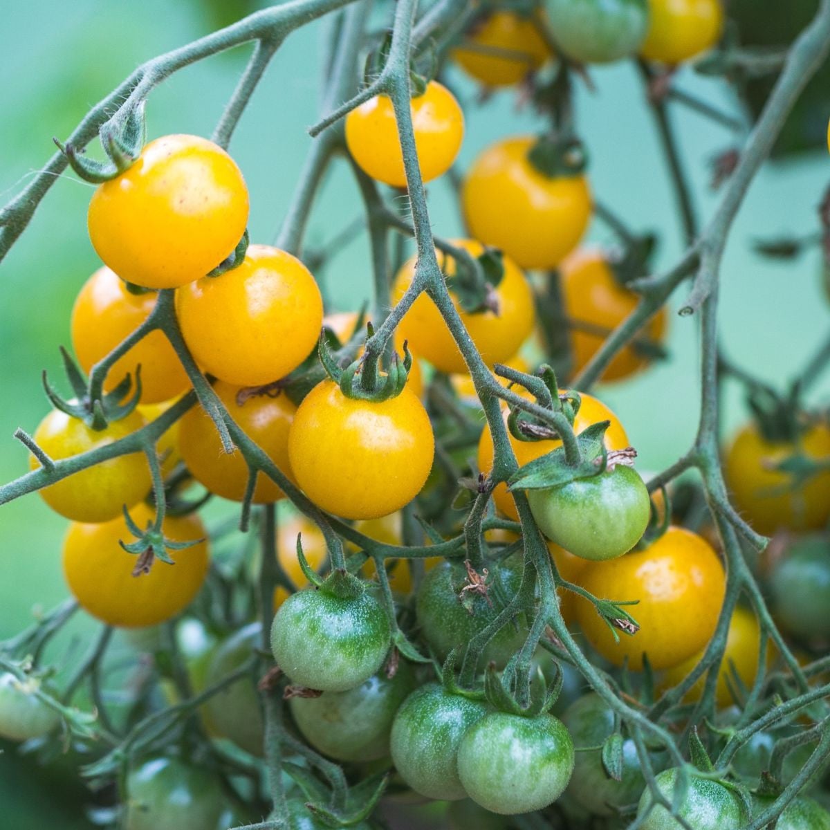 Rajče Perlino žluté F1 - Solanum lycopersicum - prodej semen - 6 ks