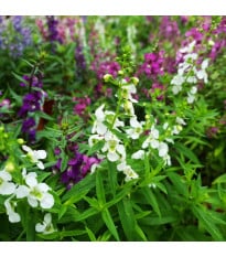Angelonie směs barev - Angelonia angustifolia - prodej semen - 6 ks
