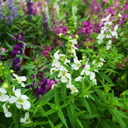 Angelonie směs barev - Angelonia angustifolia - prodej semen - 6 ks