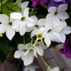 Tabák Saratoga bílý F1 - Nicotiana x alata - prodej semen - 30 ks