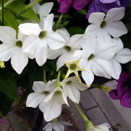 Tabák Saratoga bílý F1 - Nicotiana x alata - prodej semen - 30 ks