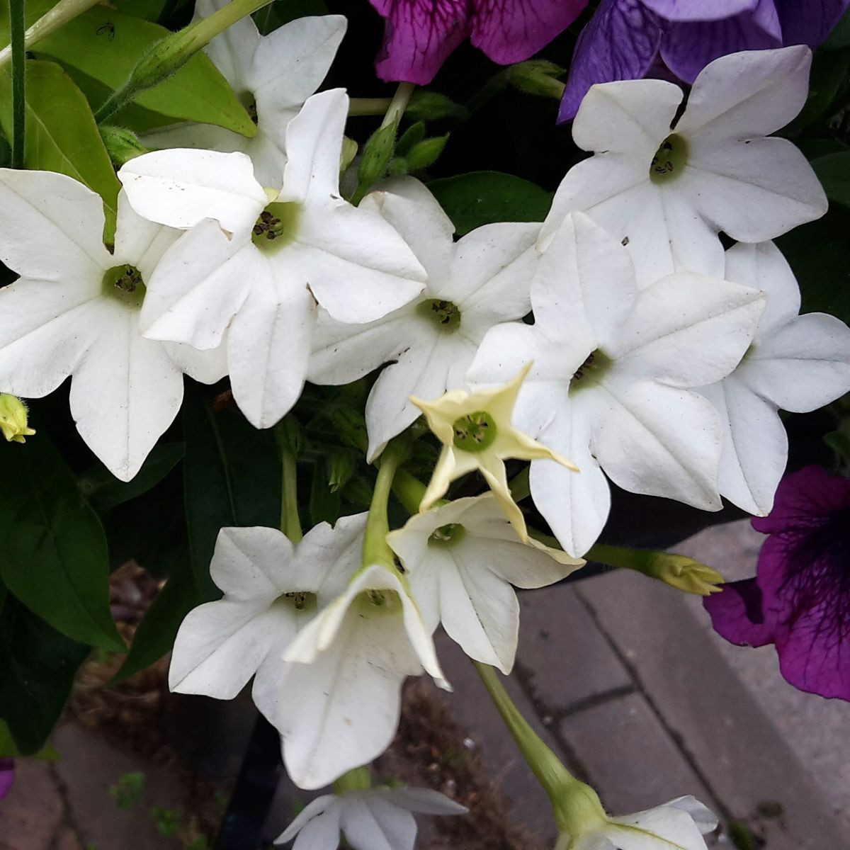 Tabák Saratoga bílý F1 - Nicotiana x alata - prodej semen - 30 ks
