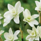 Narcis Polar Hunter – Narcissus – narcisy – cibule