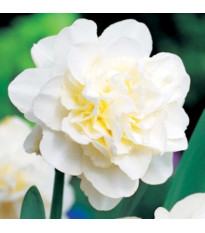 Narcis Obdam – Narcissus – narcisy – cibule