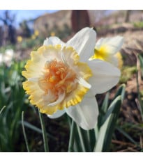 Narcis Petit Four – Narcissus – narcisy – cibule