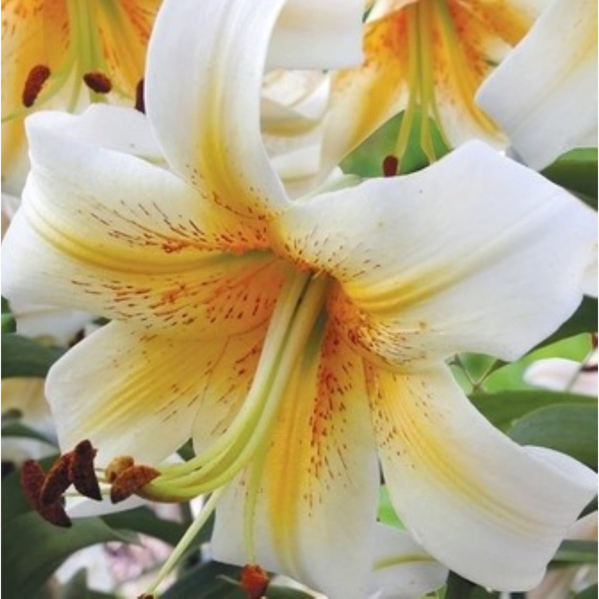 Lilie Mister Cas – Lilium – lilie – cibule – pěstování