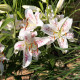 Lilie Muscadet – Lilium – lilie – cibule – pěstování