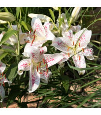 Lilie Muscadet – Lilium – lilie – cibule – pěstování