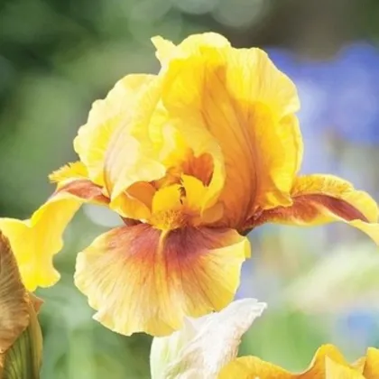 Kosatec německý Golden Muffin – Iris germanica – hlízy kosatců