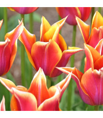 Tulipán Sonnet – Tulipa – cibuloviny