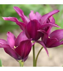 Tulipán Burgundy – Tulipa – cibuloviny