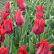 Tulipán Pretty Woman – Tulipa – cibuloviny