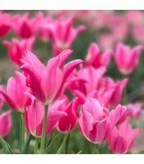 Tulipán Mariette – Tulipa – cibuloviny