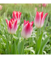 Tulipán Whispering Dream – Tulipa – cibuloviny
