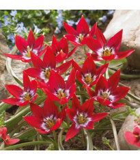 Tulipán Tiny Timo – Tulipa – cibuloviny