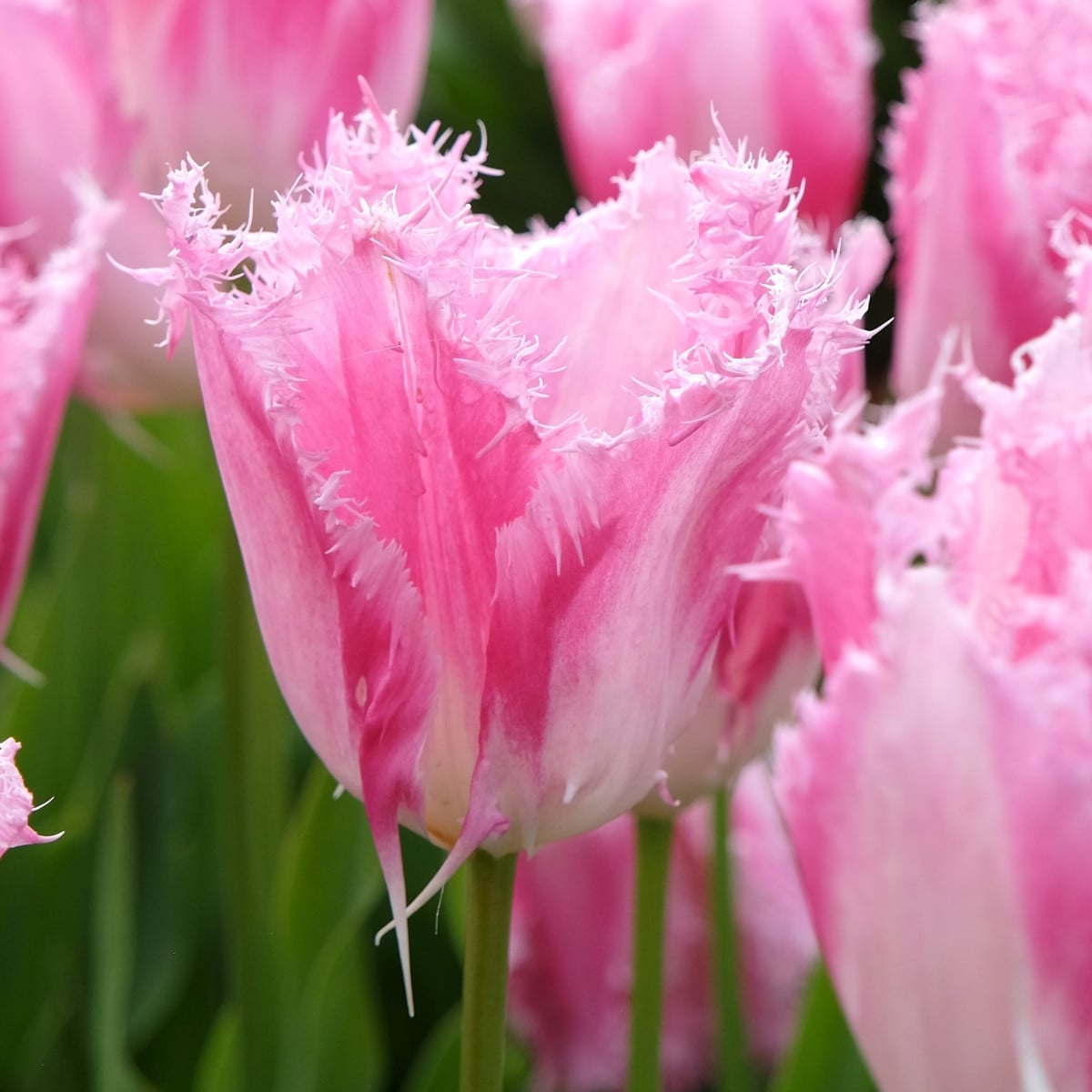Tulipán Huis Ten Bosch – Tulipa – cibuloviny