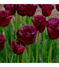 Tulipán Gorilla – Tulipa – cibuloviny
